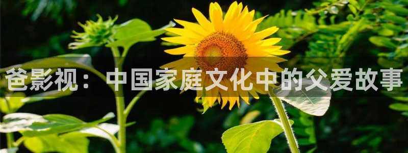 被窝电影伦理手机